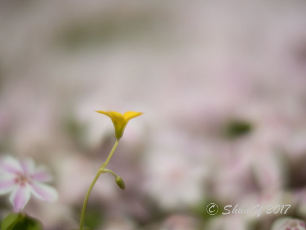 フォクトレンダー作例