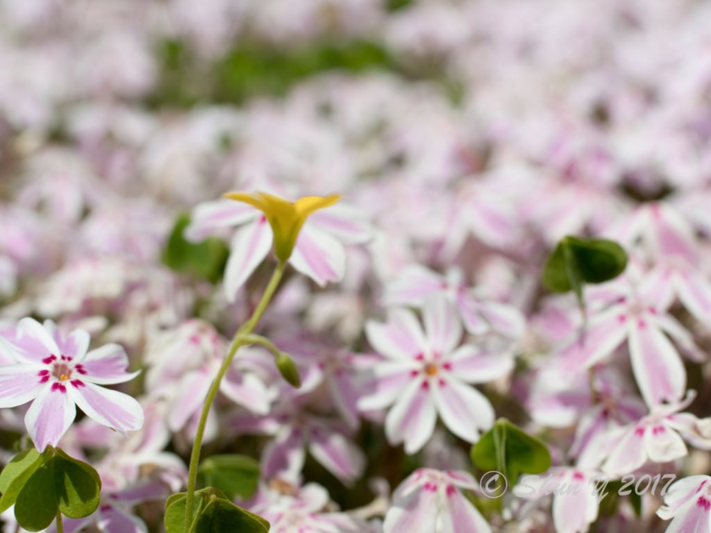 フォクトレンダー作例