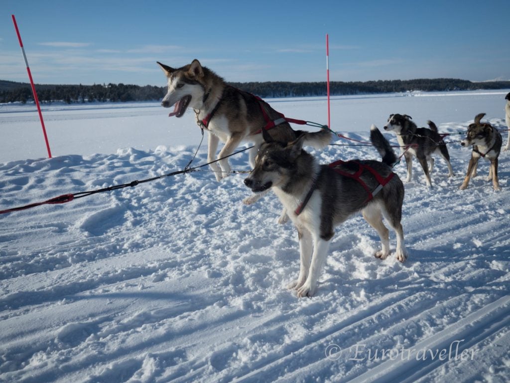スウェーデンで犬ぞり